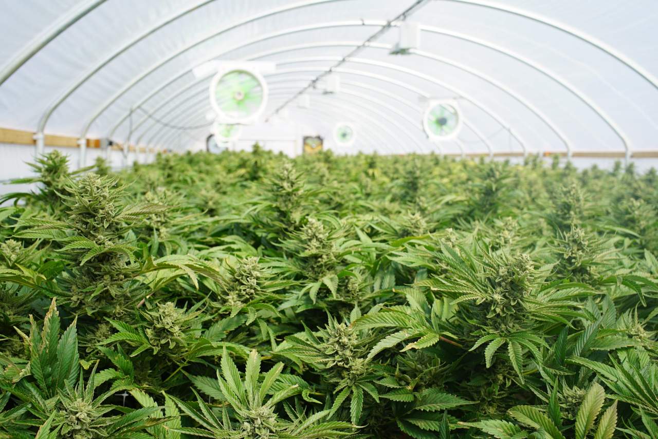 Gana popularidad tras su campaña de microcenazgo: Indica Sur SL