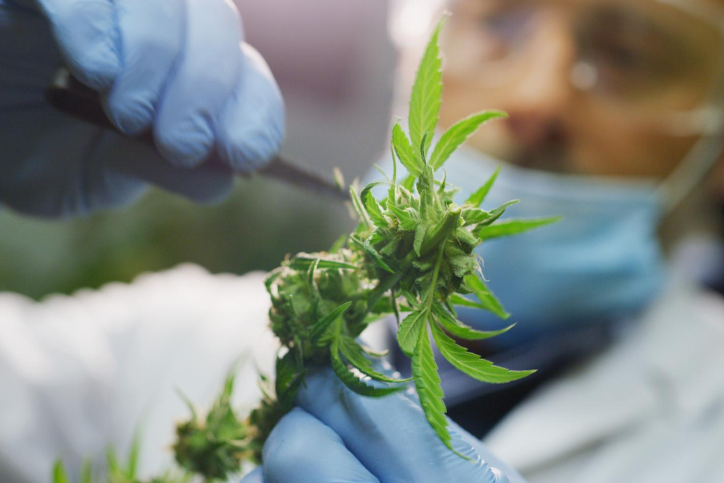 Wild CBD: flores CBD y muchos otros productos elaborados a base de esta sustancia