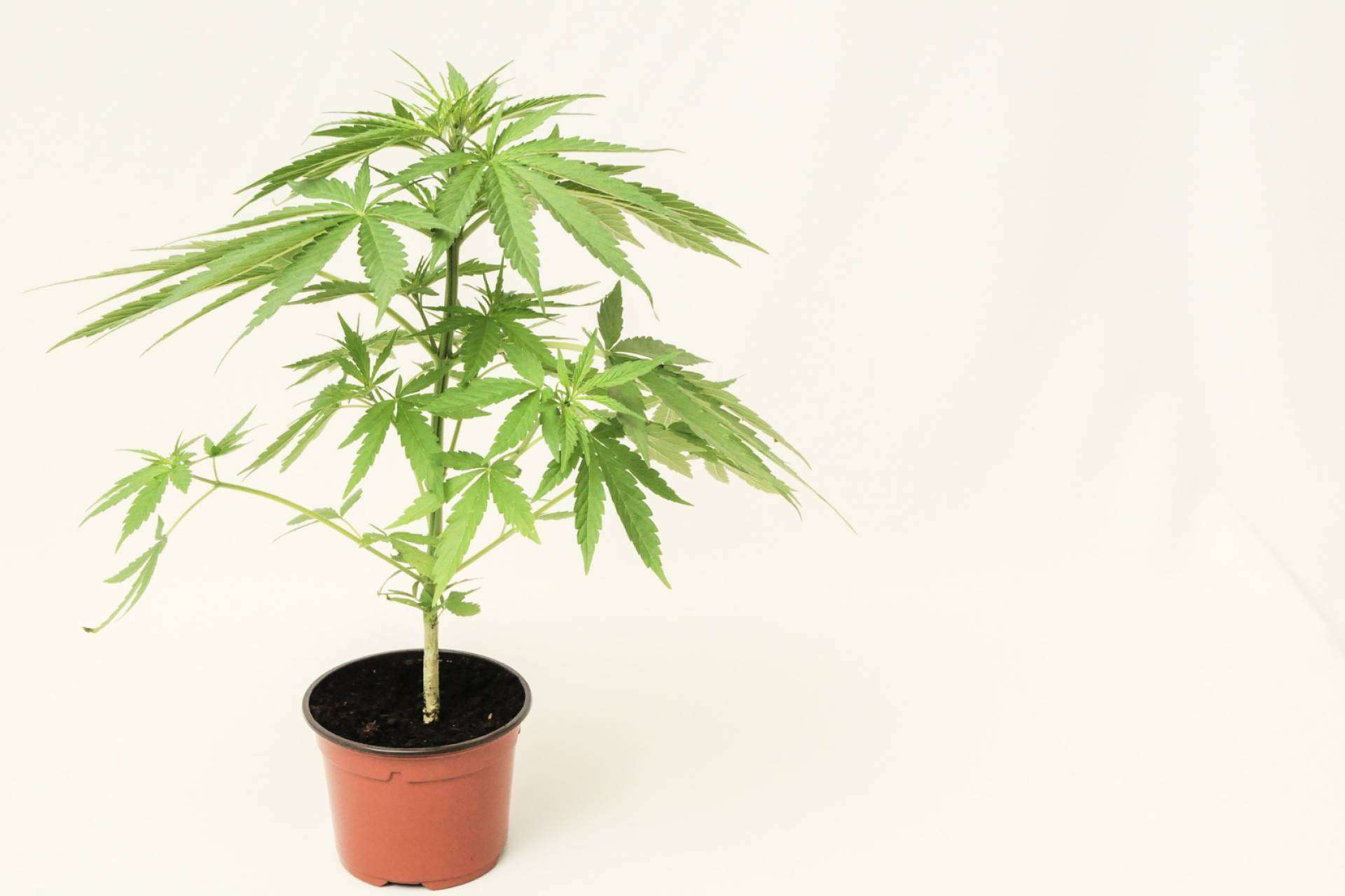 ¿Qué es el CBD?