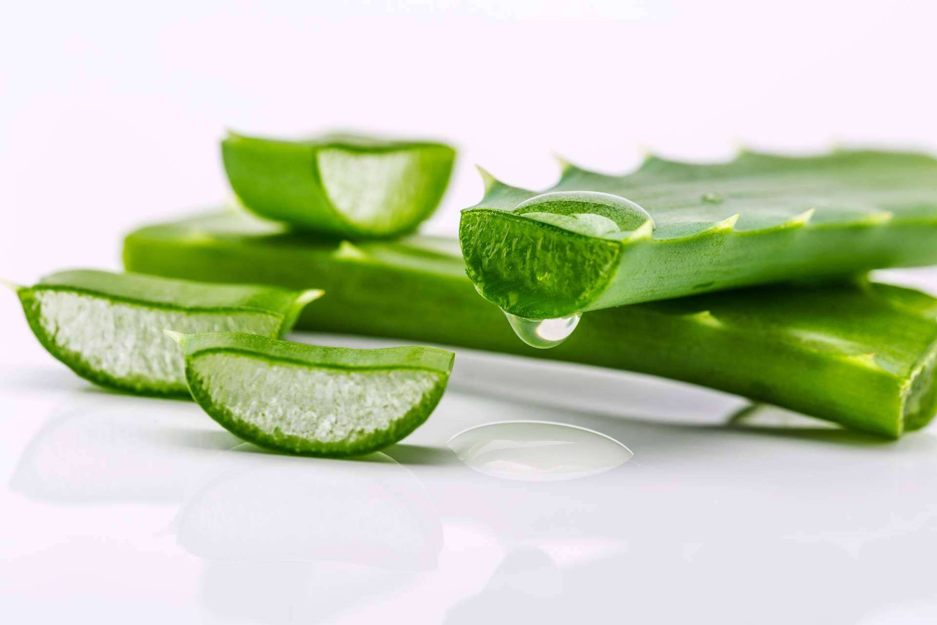 Territorio Aloe: los beneficios del aloe vera