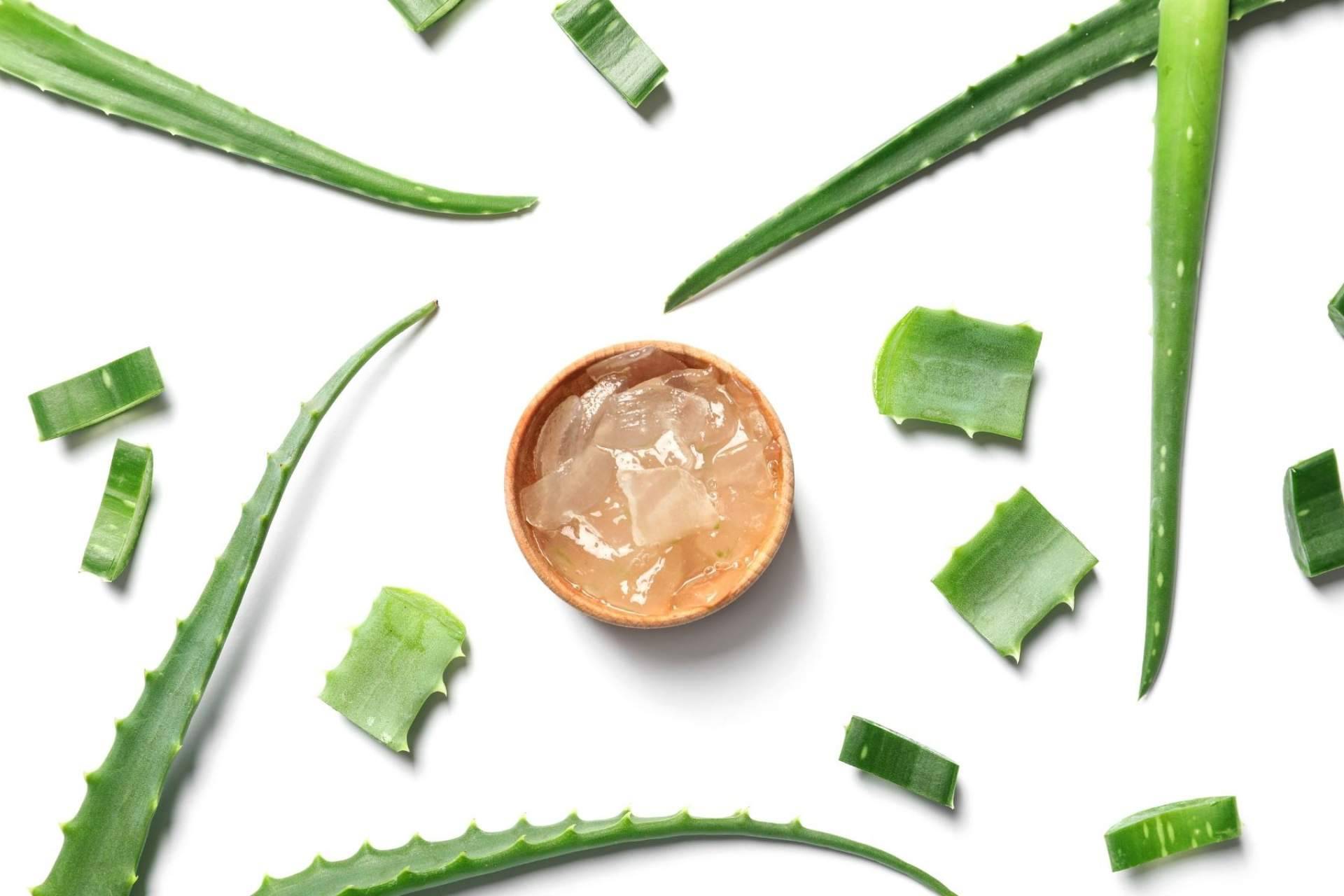 TerritorioAloe acerca los beneficios del aloe vera a los clientes