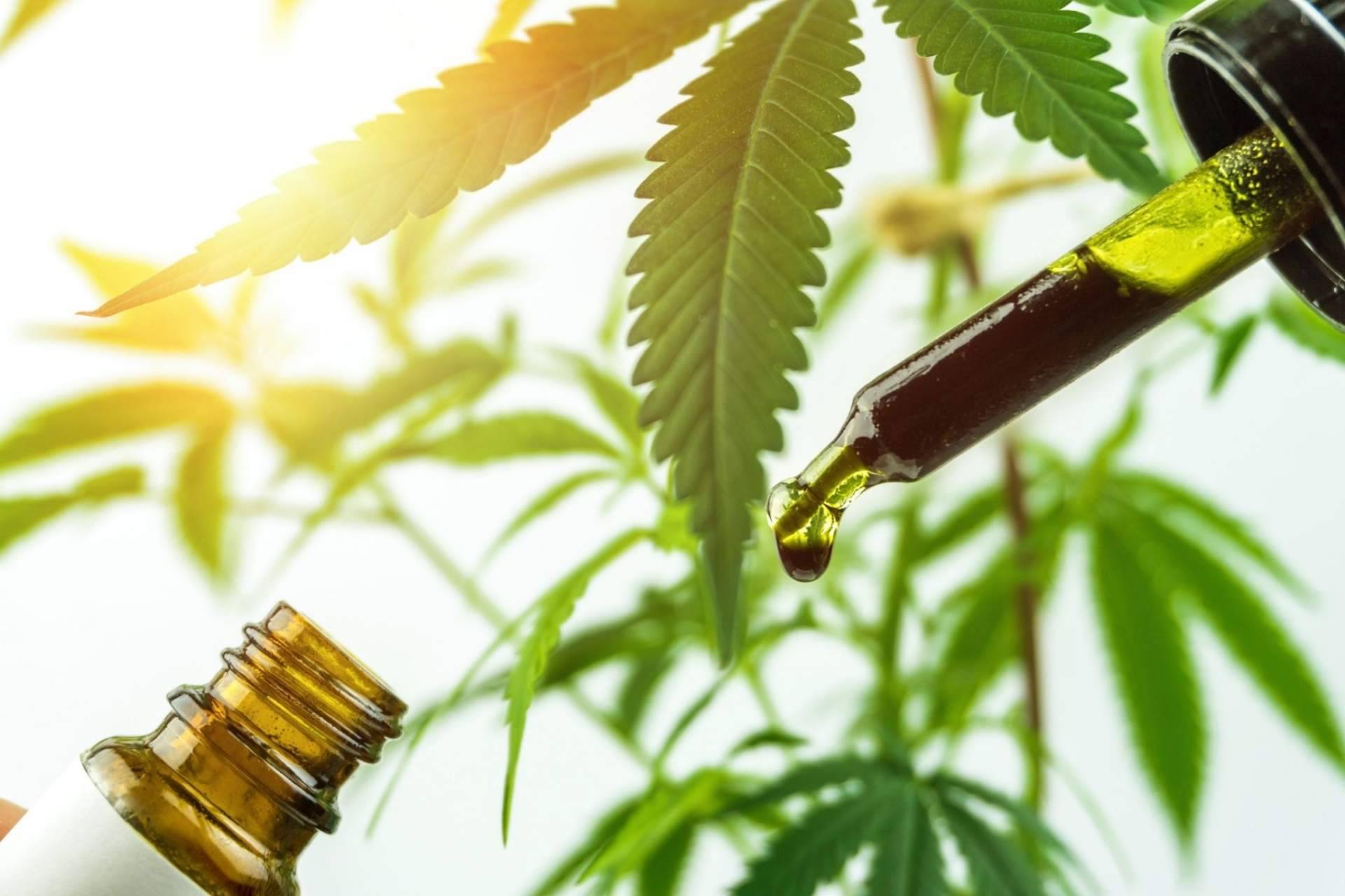 Beneficios y aplicaciones de Amnesia Hy-Pro: Premium Legal Hemp