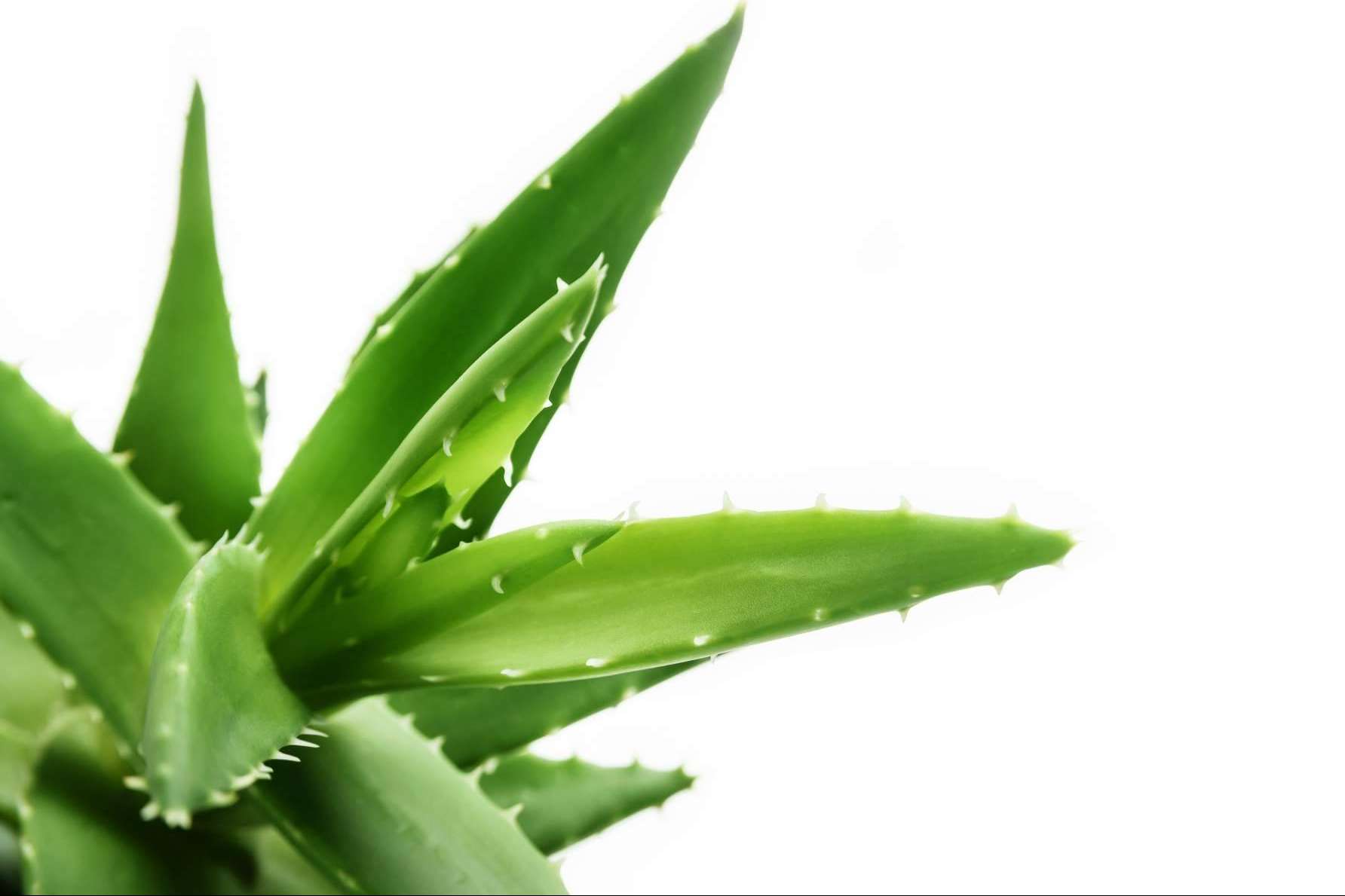 ¿Qué es TerritorioAloe?:  una oportunidad de negocio para los amantes del aloe vera