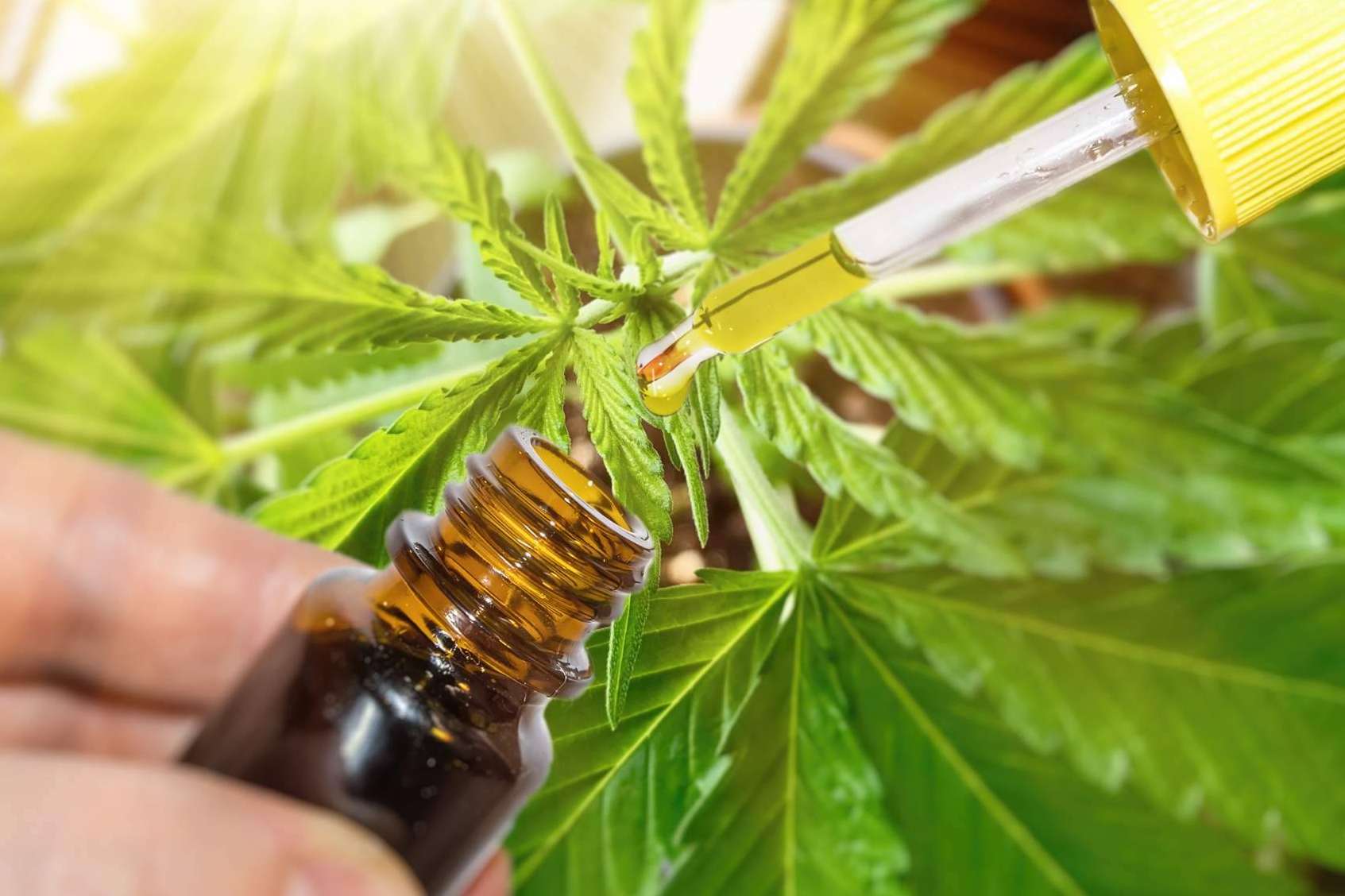 ¿Cuáles son los principales problemas y ventajas del CBD?: Legal Hemp