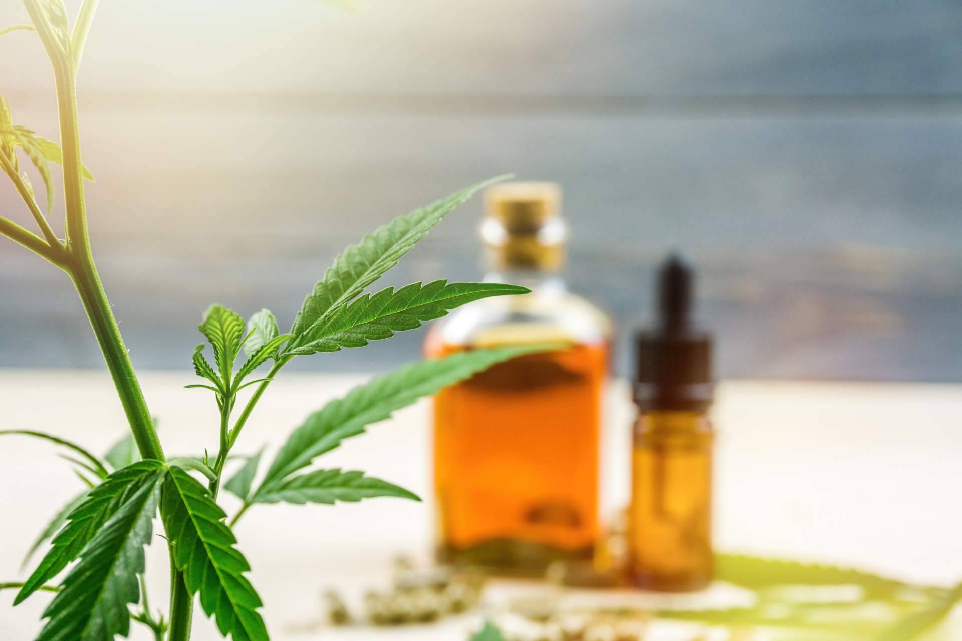 ¿Qué hace al aceite de CBD Full Spectrum más completo en comparación al aceite de CBD tradicional?: La Mal Querida Sativa