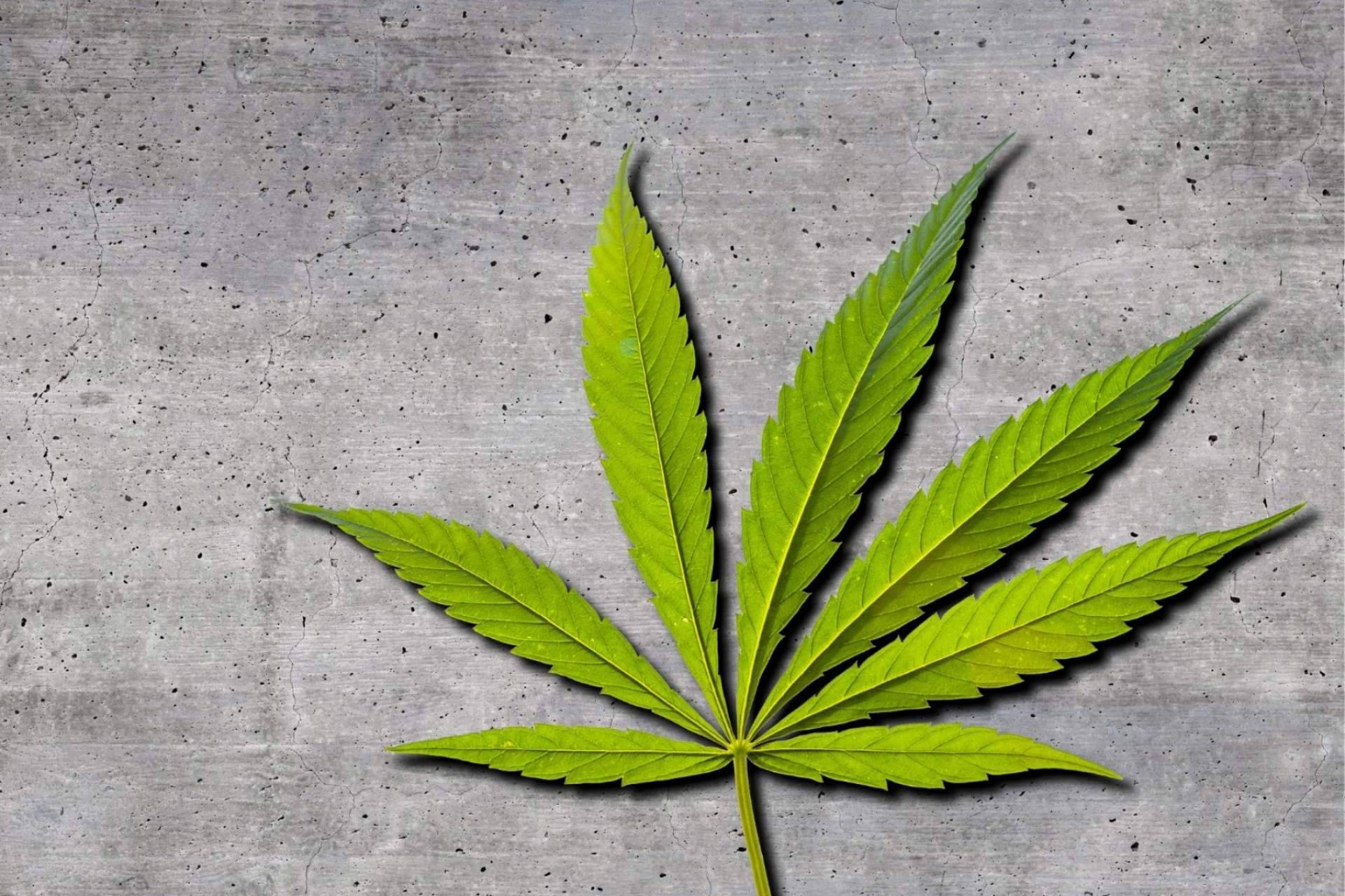 ¿Qué es el CBG?: De Pata Verde