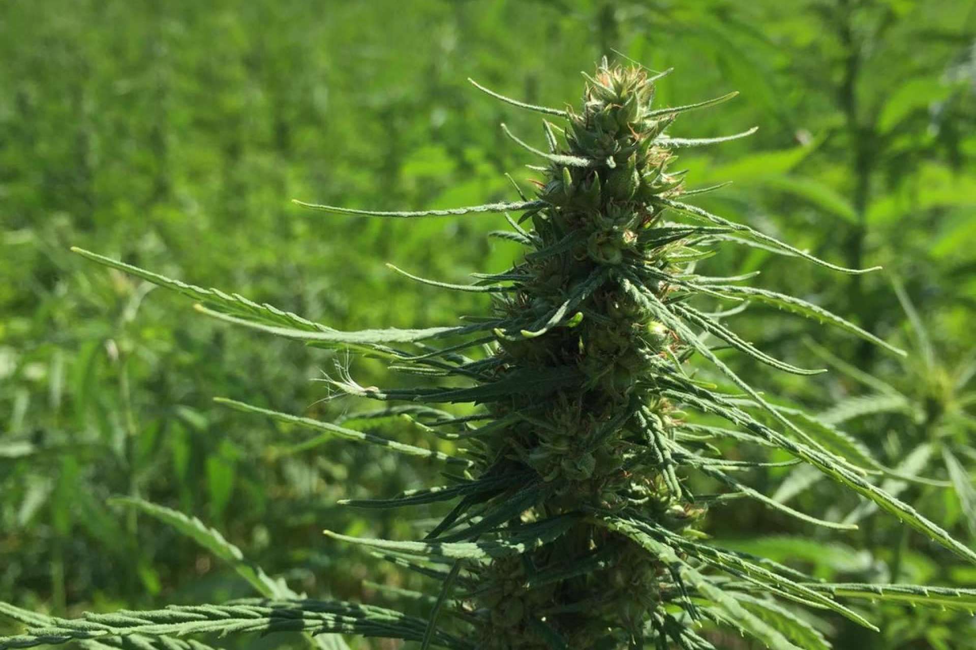 El aumento del cultivo de cáñamo en España: La Mal Querida Sativa