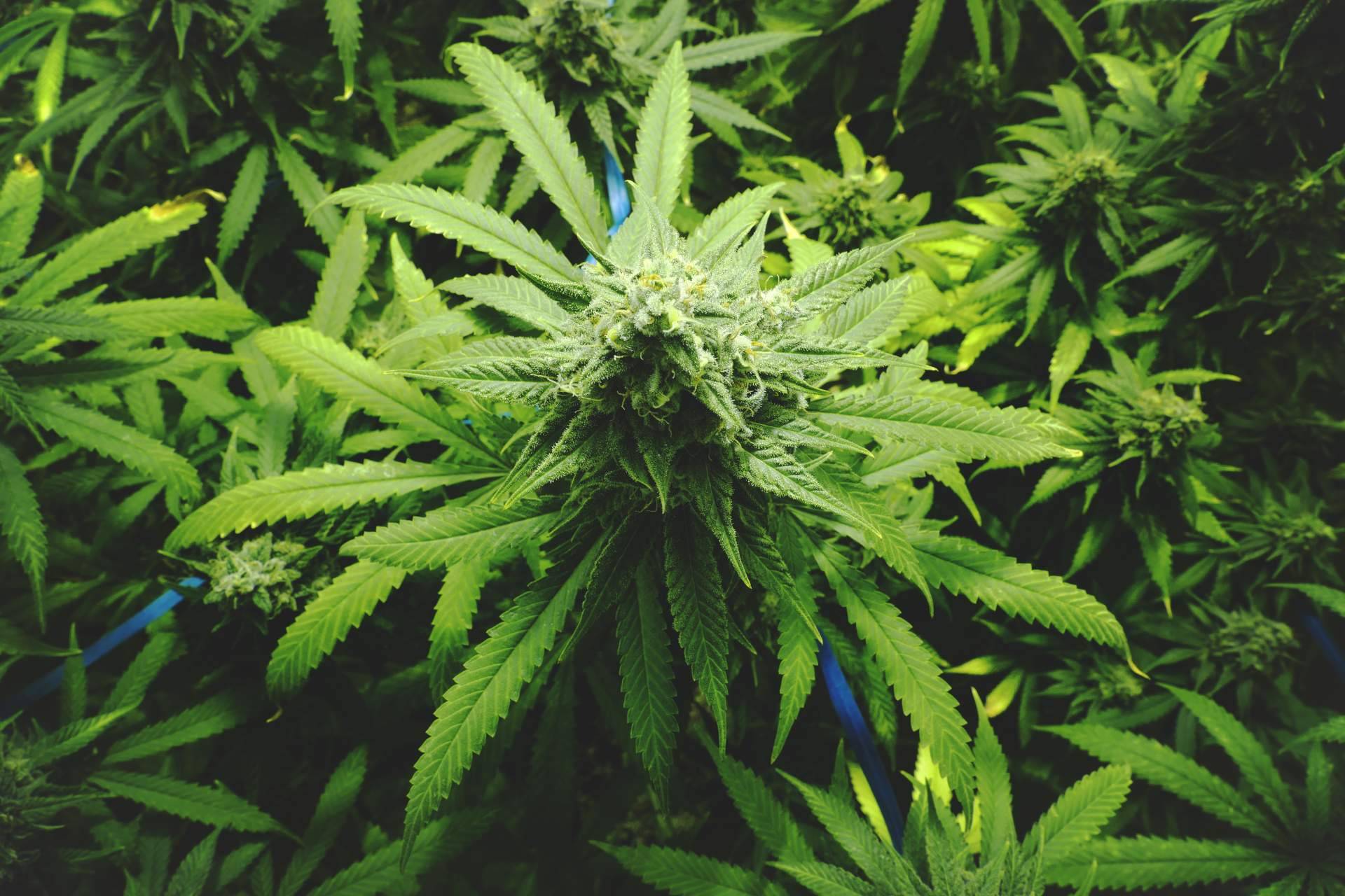 Grow shop, un negocio de franquicias en auge