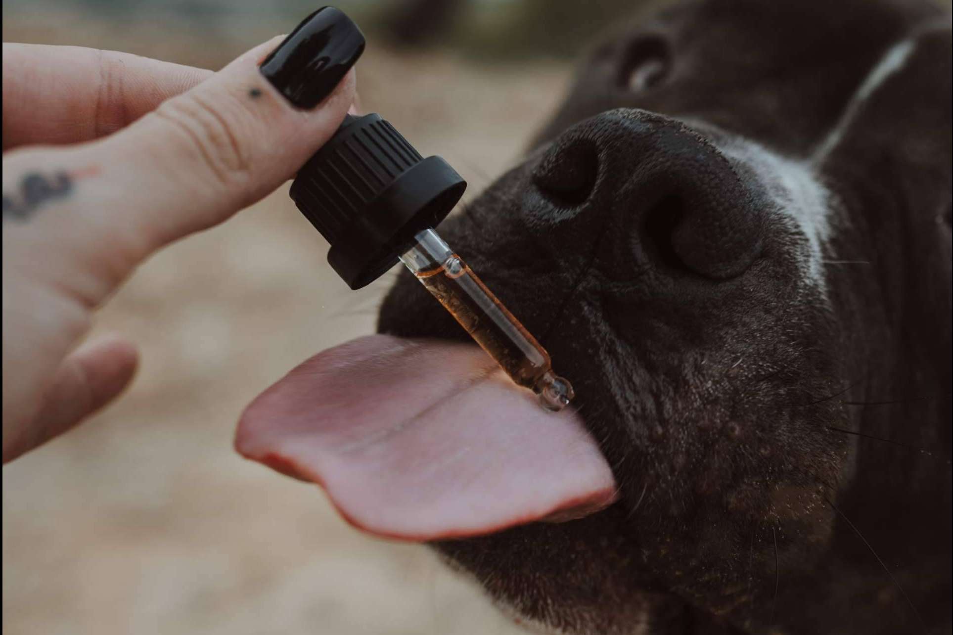 Adquirir aceite de CBD para mascotas en Weedness CBD