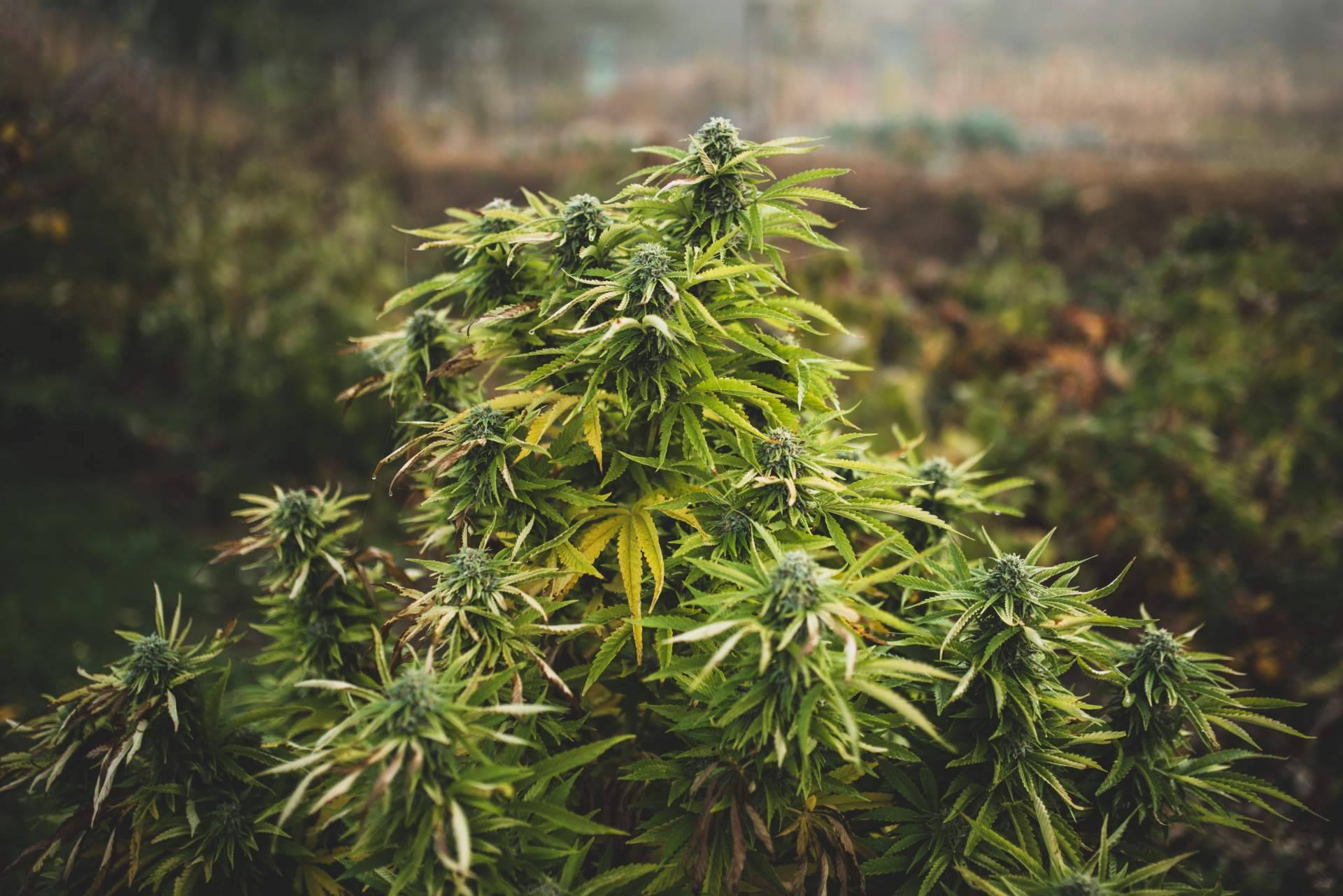 Abonos orgánicos de Fertihouse para el cultivo de cannabis
