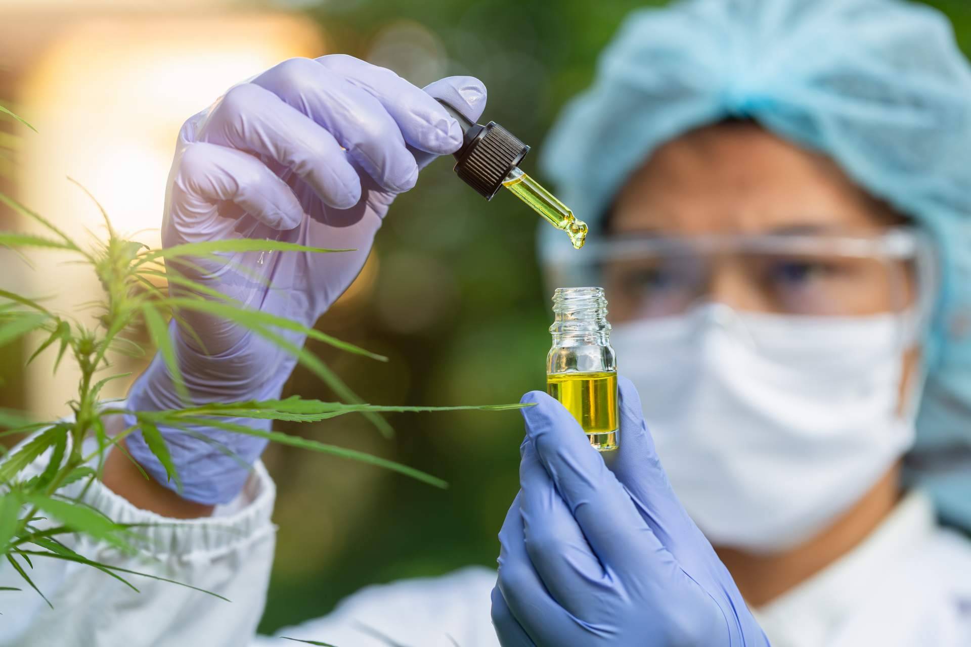 Cannabis medicinal, un sector por explotar, según Devecan