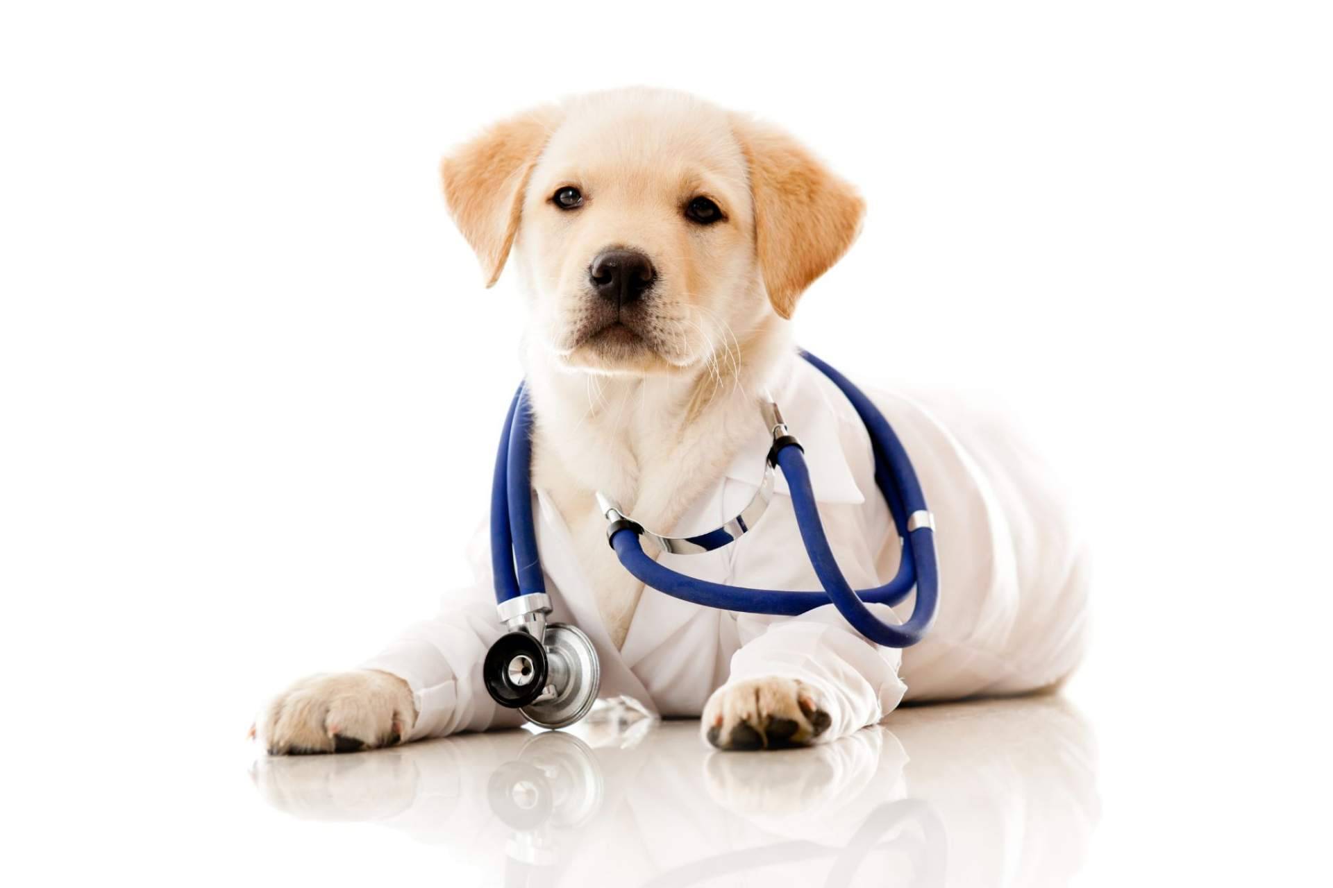 CBDrocks señala los beneficios del aceite de CBD para perros