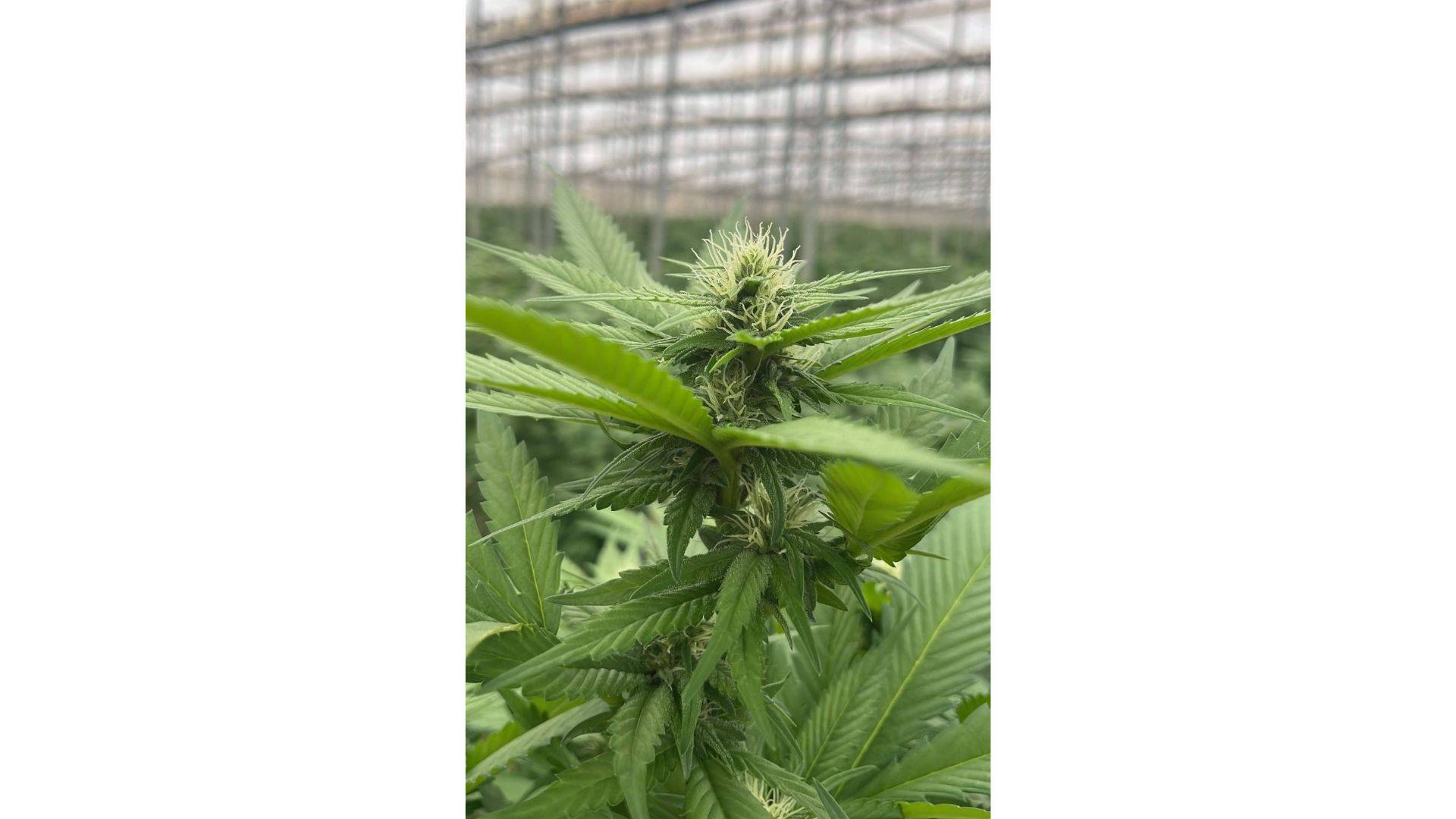 Cultivar cáñamo y obtener CBD de manera sostenible, por Iberian CBD