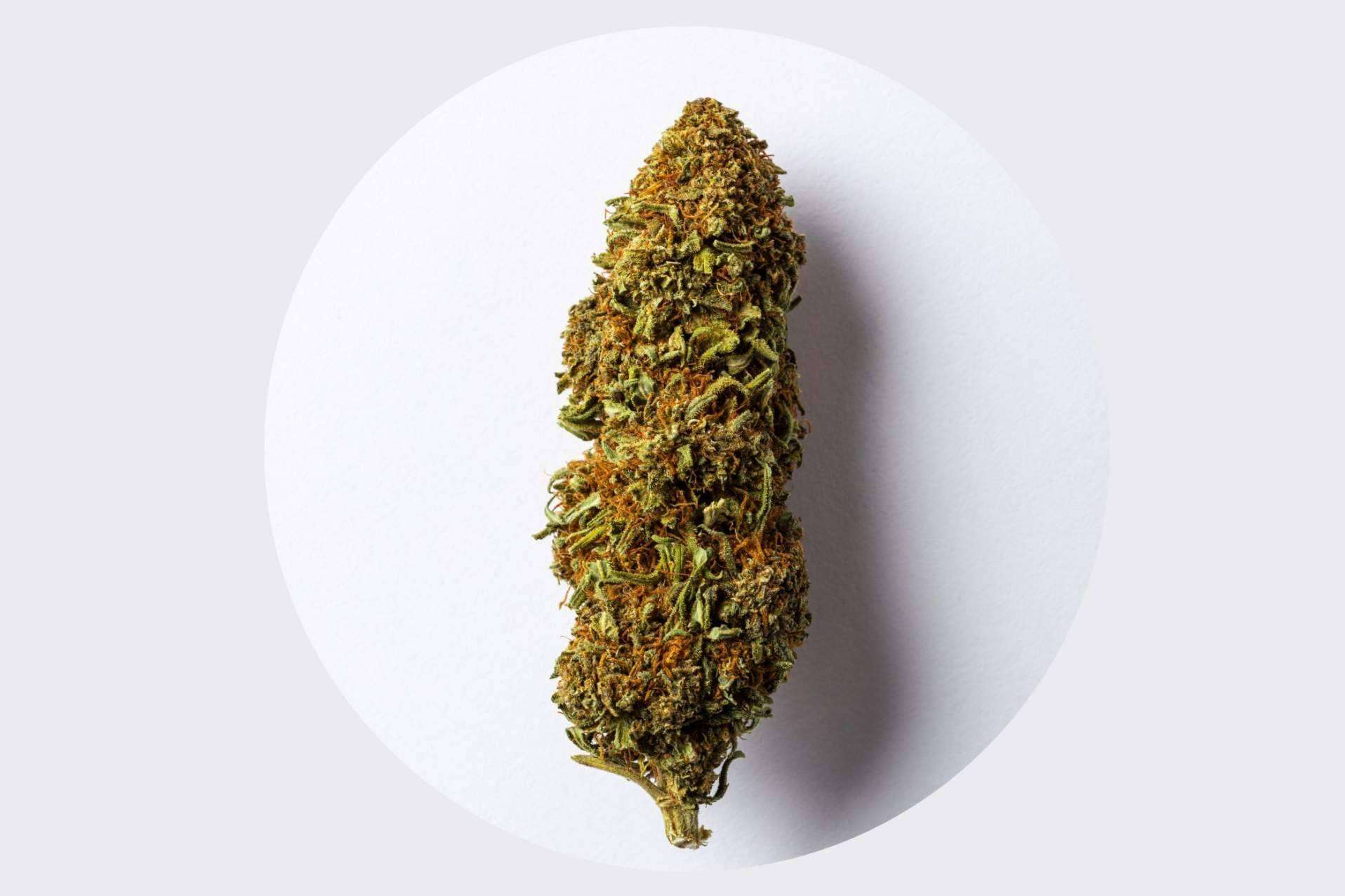 Flores de CBD La Cordobesa, unas de las mejores flores del mercado