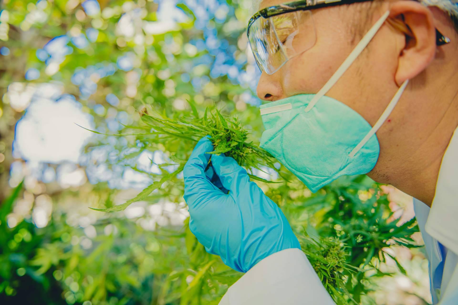 El empleo de productos de CBD para mejorar algunos problemas de salud, por Greengos