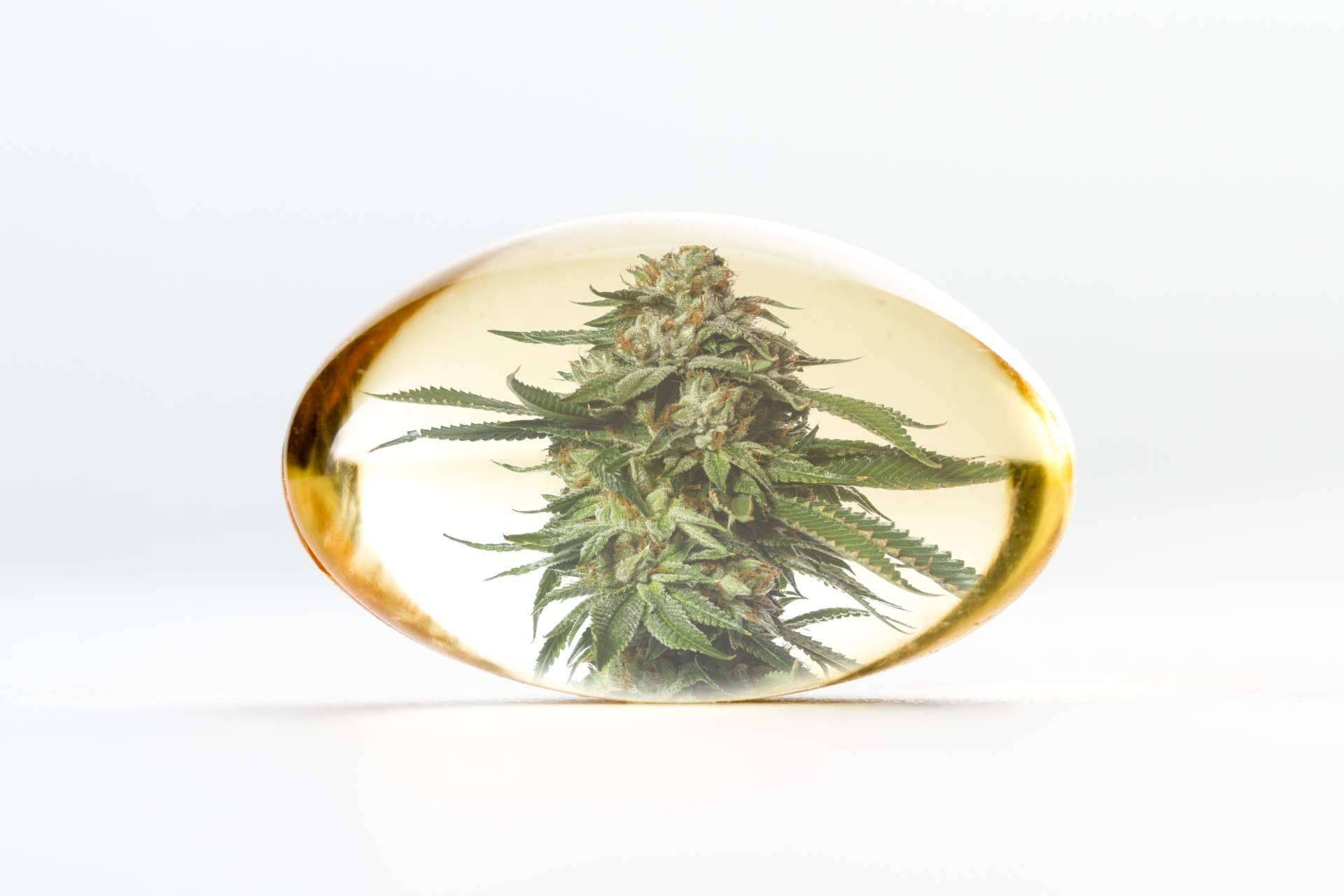 Encontrar aceite de CBD de alta calidad de la mano de CBDrocks