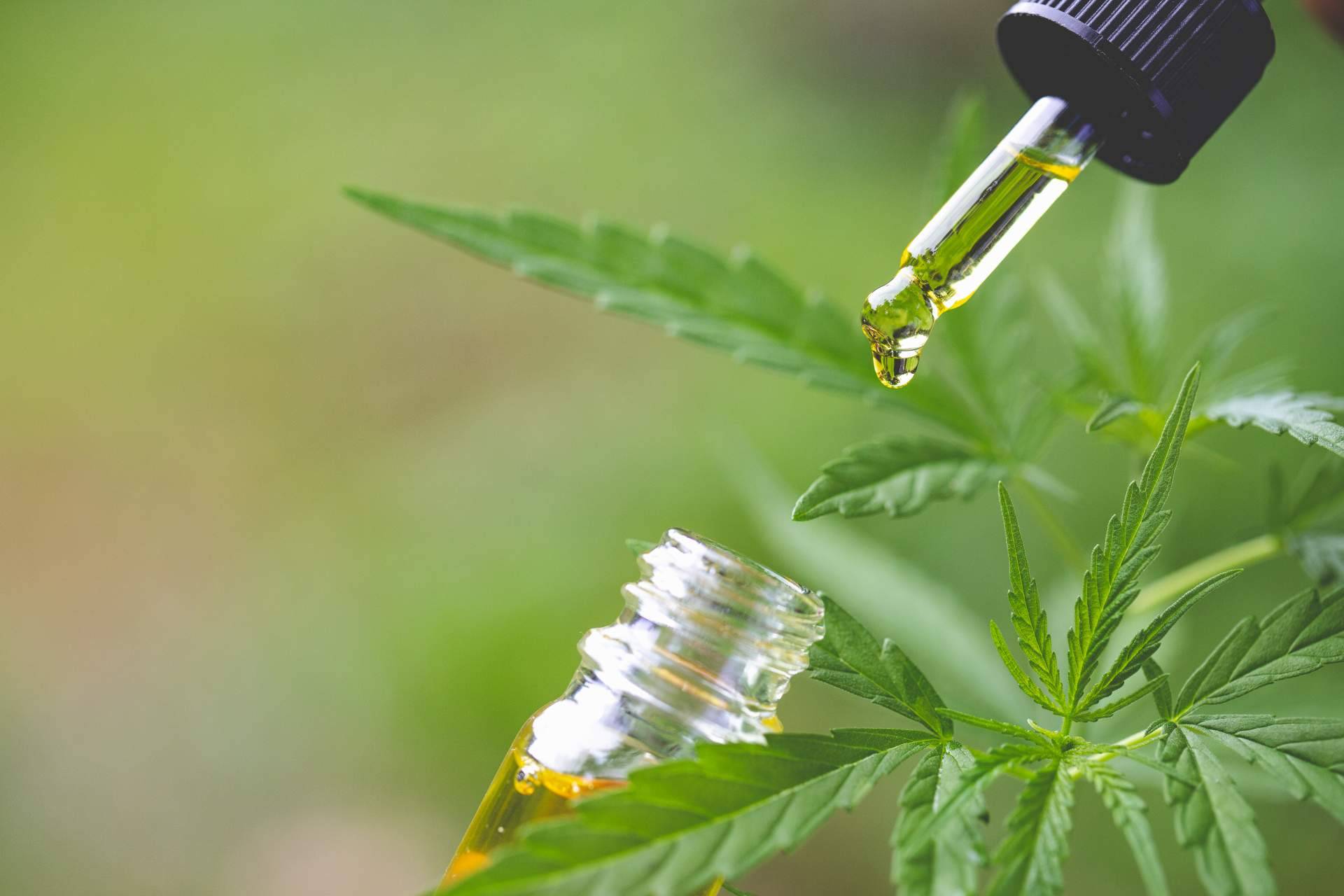CBD como apoyo en el tratamiento de la ansiedad