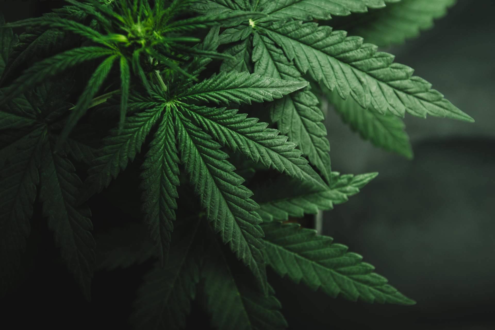 Los beneficios medicinales de la planta del cannabis