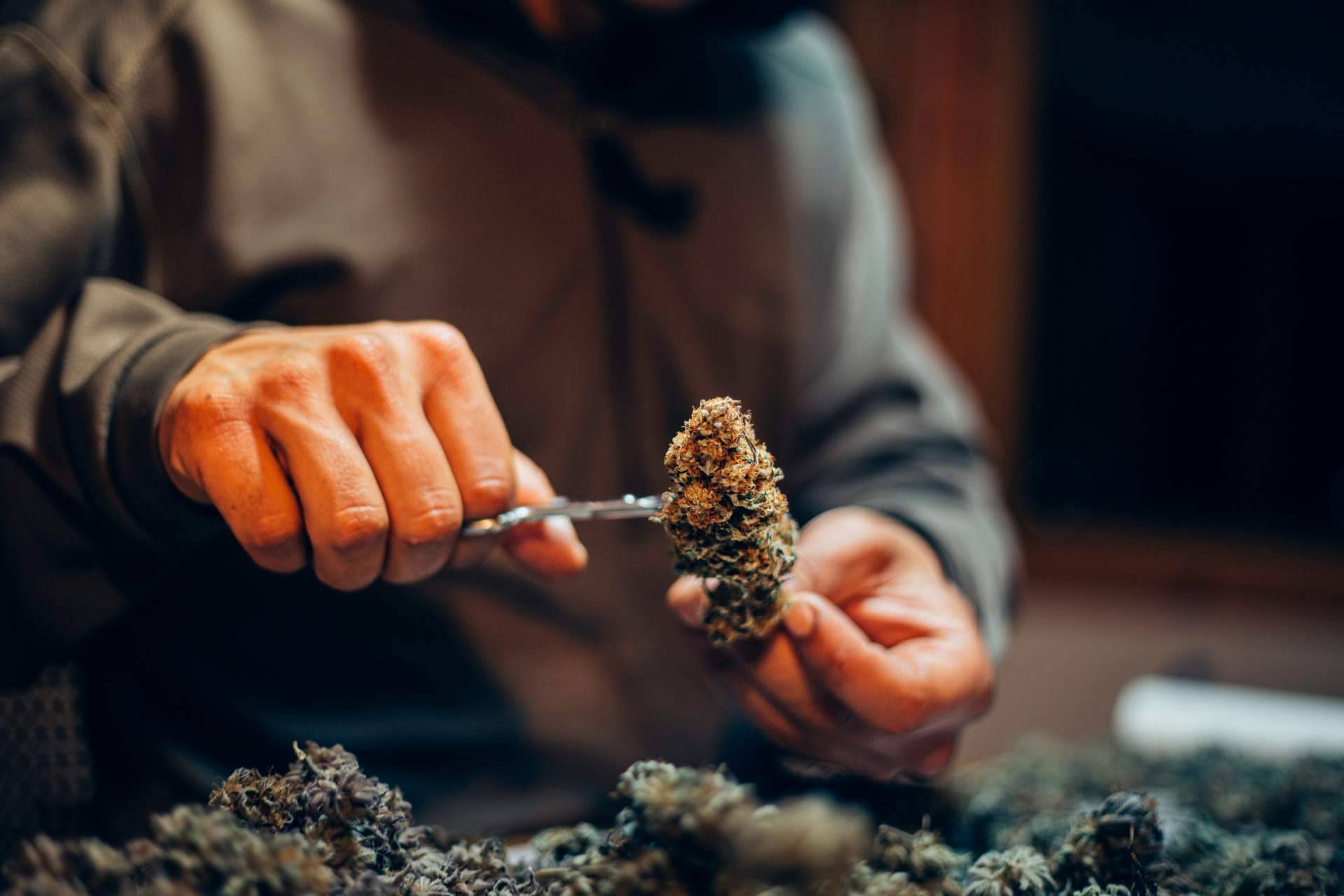 Comprar el Pack flores CBD degustación de Bee Products