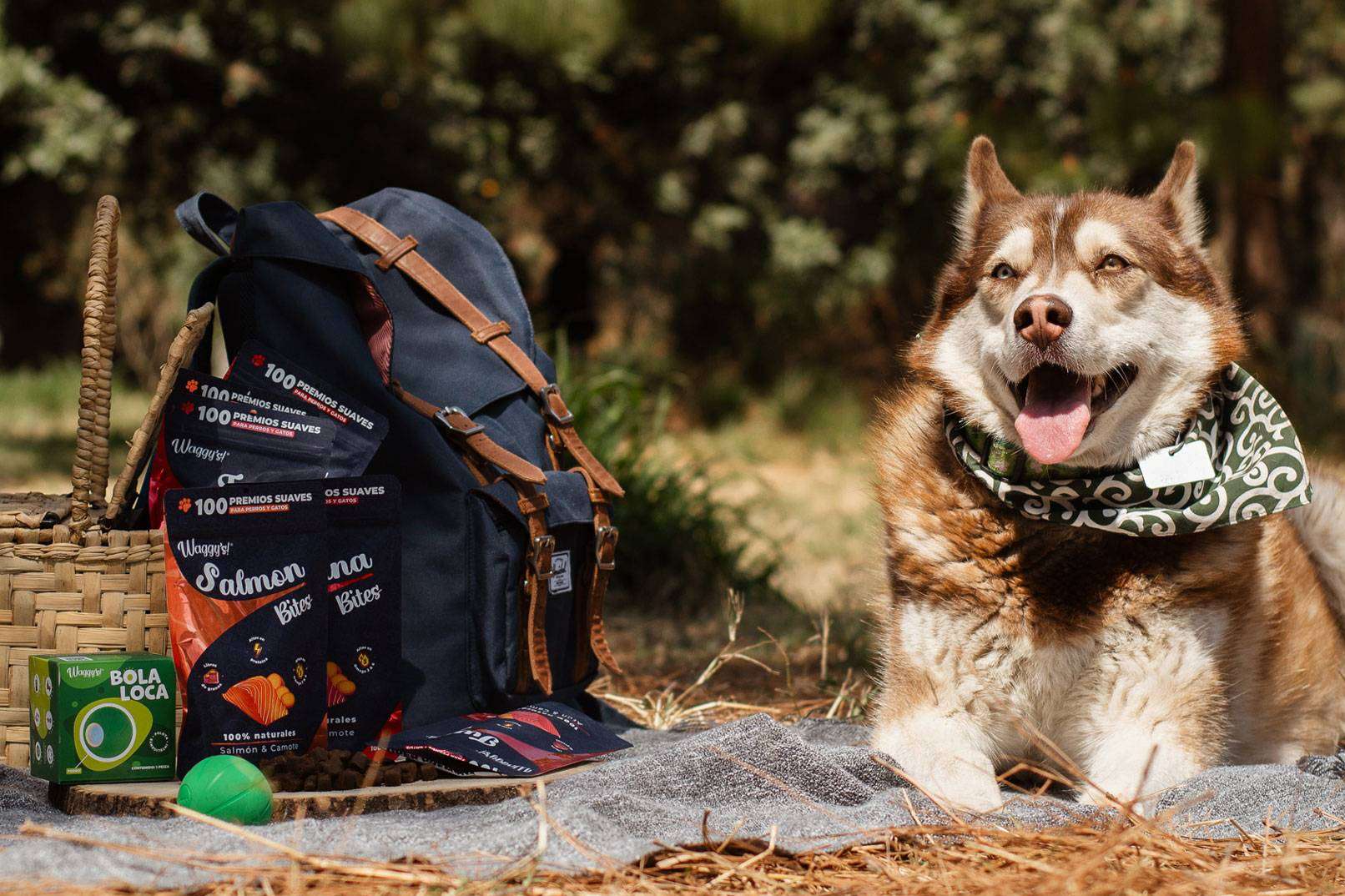 ¿Dónde encontrar premios naturales de CBD para mascotas? Waggys.pet