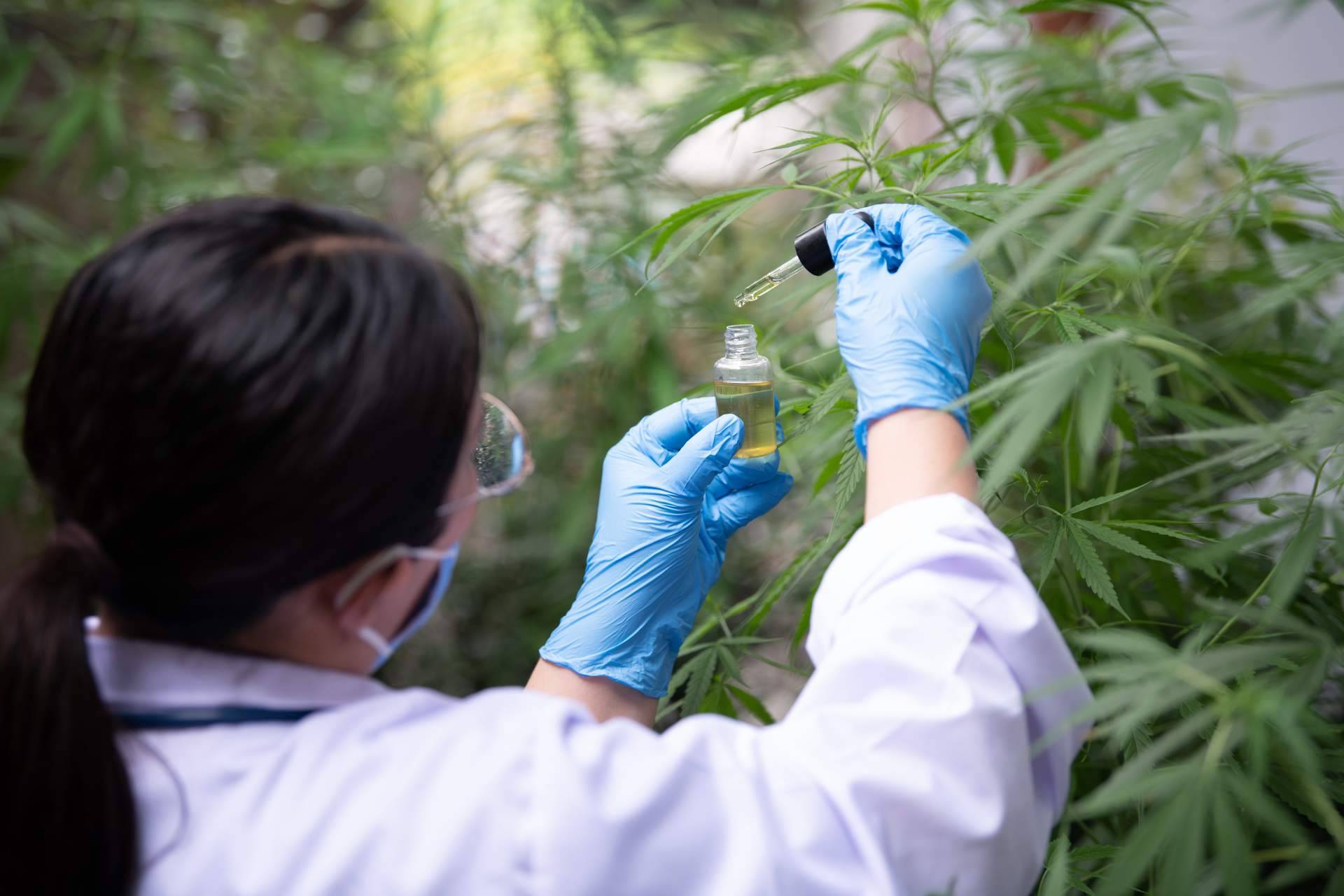 EXTRACTOS EUM, una empresa de referencia en la distribución de CBD de alta calidad en México