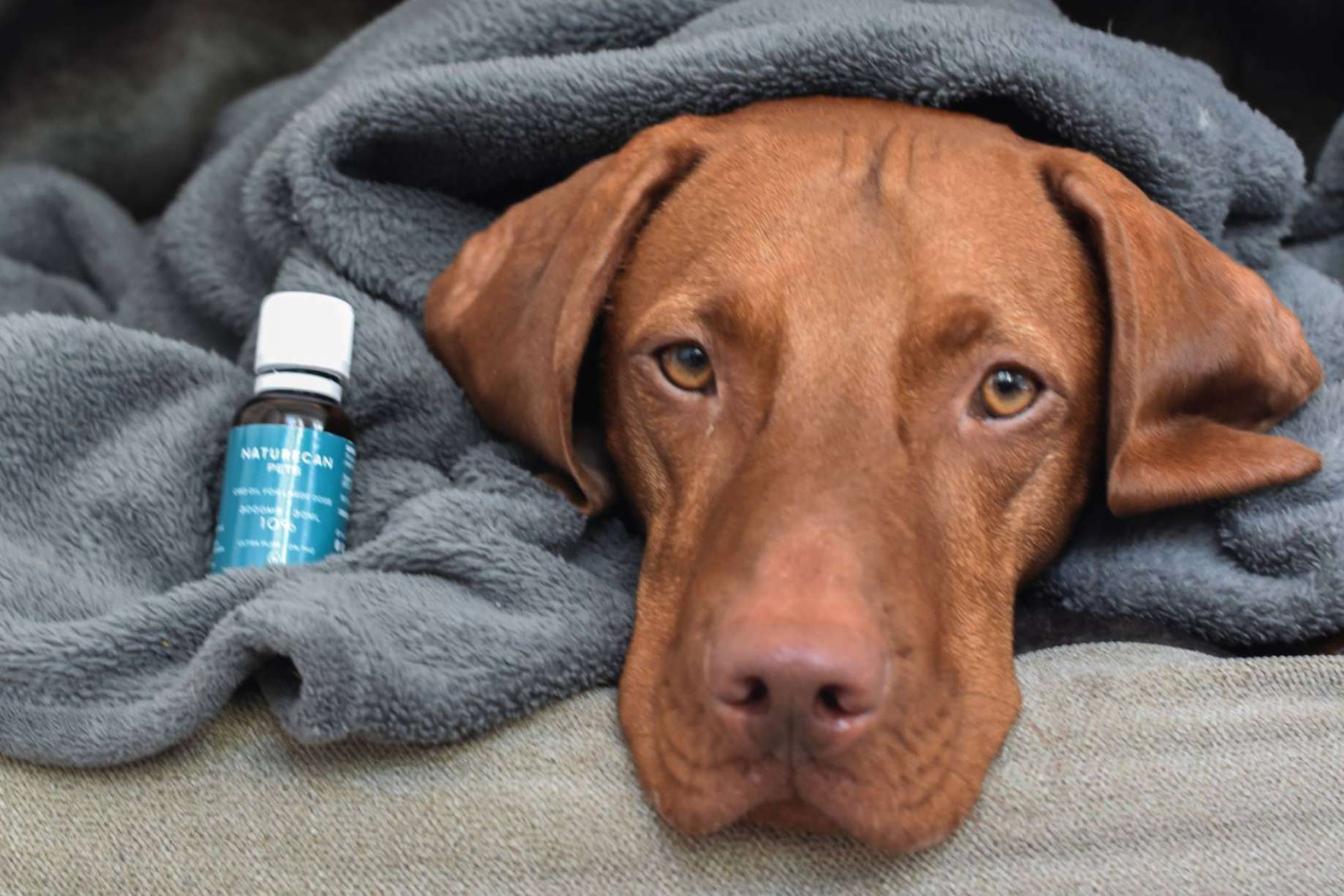 Combatir el estrés y aliviar el dolor articular de la mascota; el CBD como opción natural para el bienestar