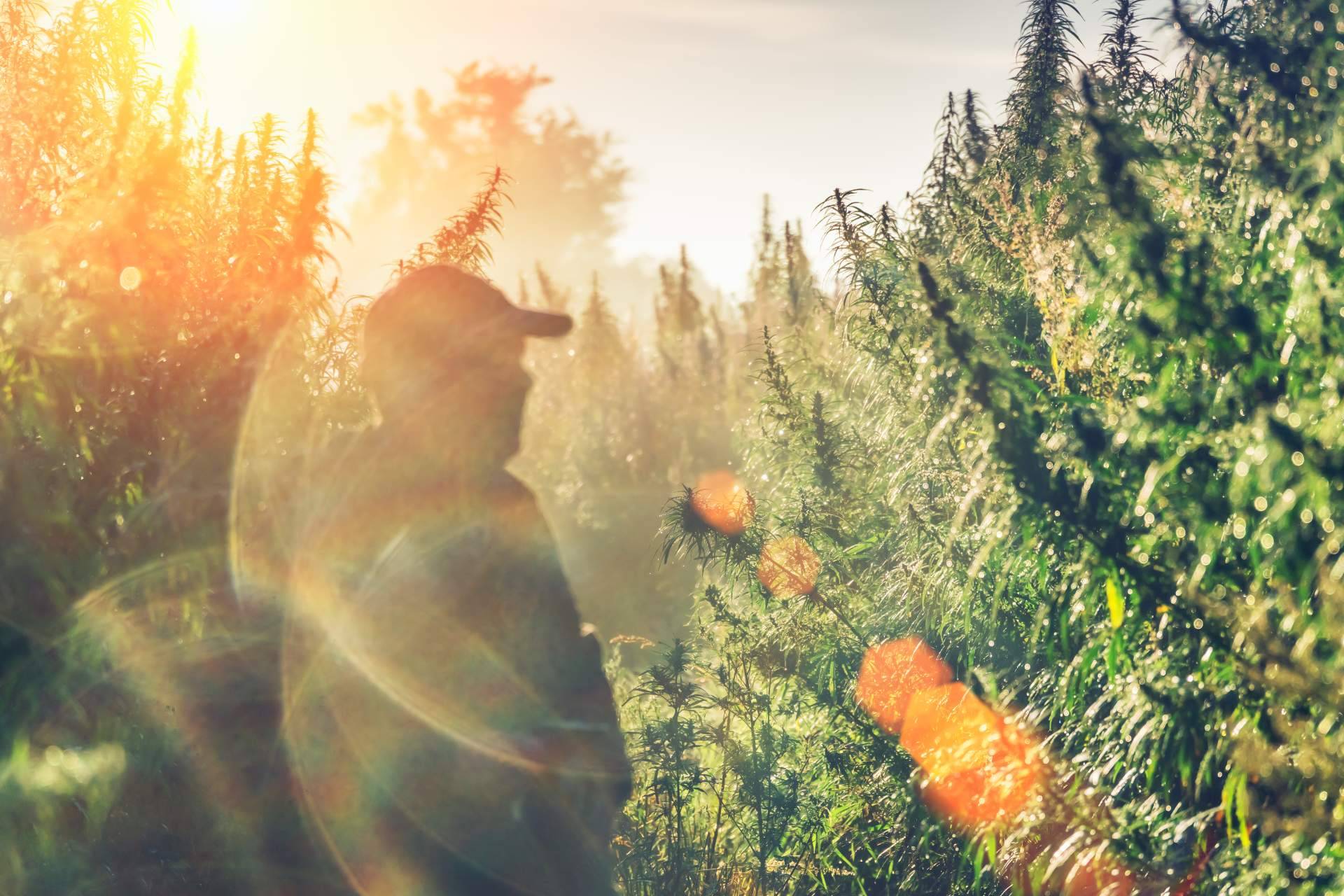 CBD legal; Extractos EUM se posiciona como referente en producción y cumplimiento normativo
