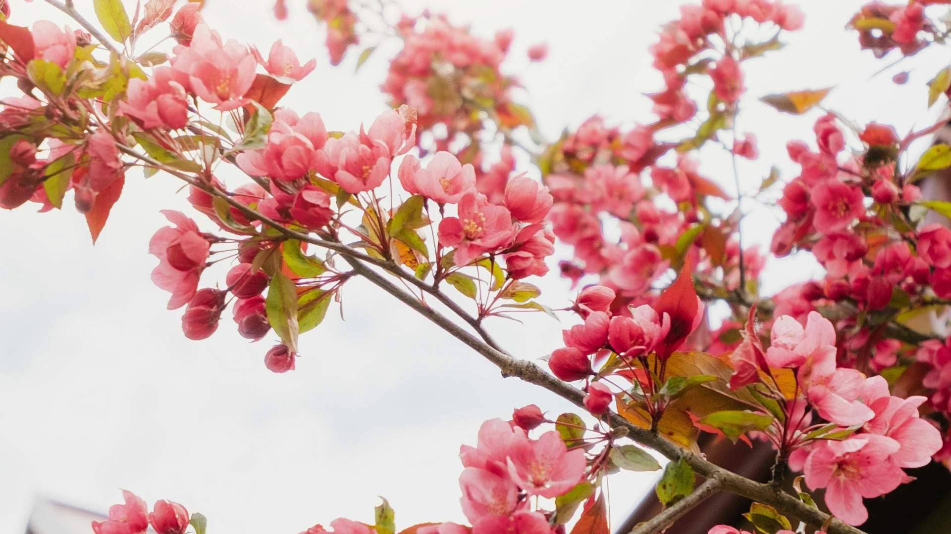 Cuando la primavera no termina; el impacto silencioso del clima en el bienestar